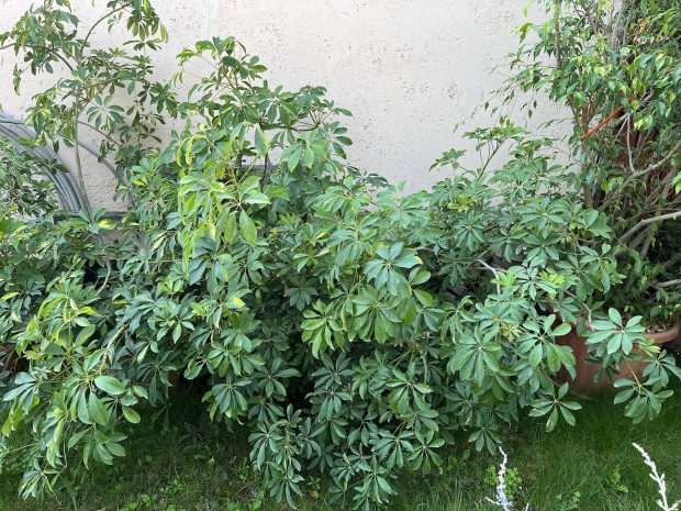 Sugrarlia Schefflera 2 DB