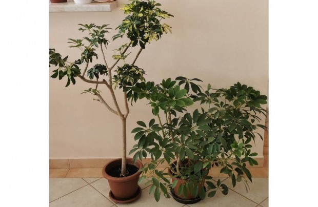 Sugrarlia (Schefflera) szobanvny (2 cserp) elad