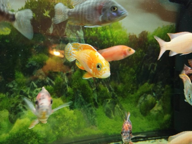 Sgr, Firefish, Yellow 