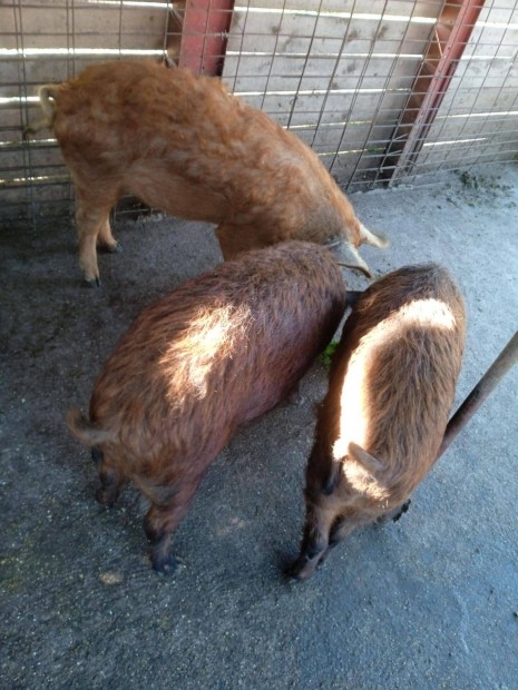 Süldő durock-mangalica keverékek fejős kecske csere