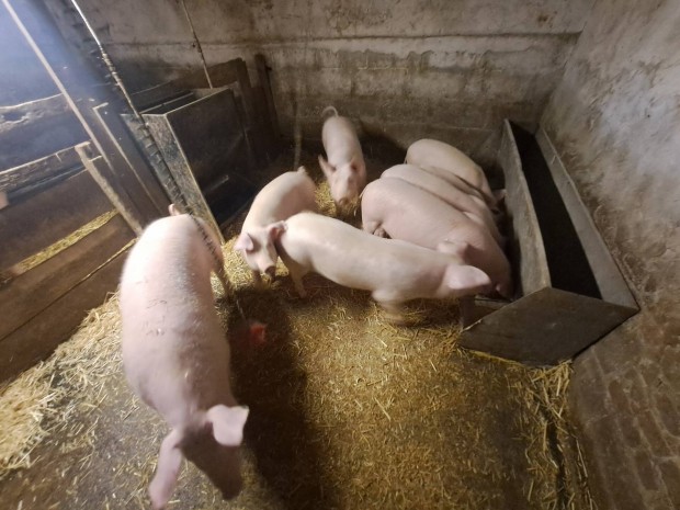 S�ld�k, h�z�k elad�k (7 db)