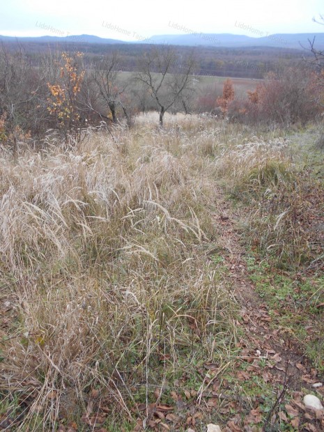 S�megen, t�jpanor�m�s z�rtkert!