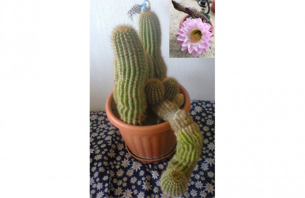 Snkaktusz (Echinopsis trichocereus), ajndk Rzss gmbkaktusszal