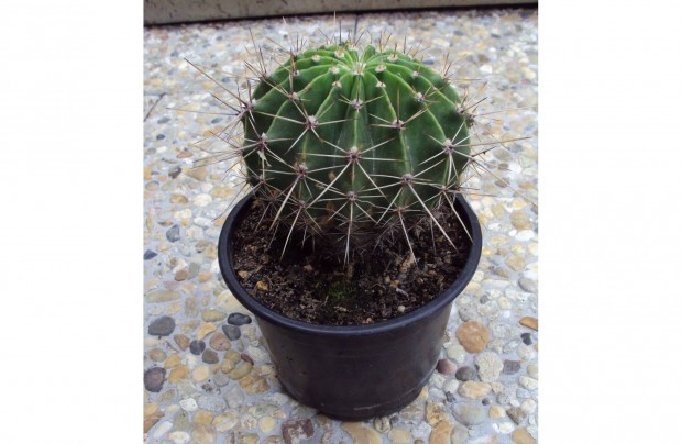 Snkaktusz - Echinopsis