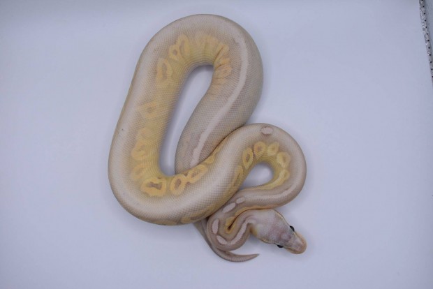 Super Pastel Cinnamon Banana királypiton