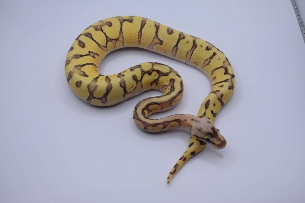 Super Pastel OD HGW Enchi Yellow Belly királypiton - Python regius