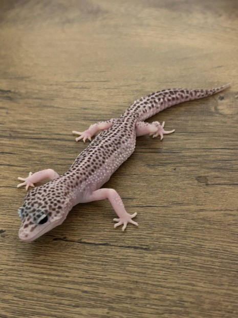 Super snow leopardgekko