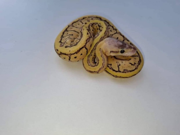 Superpastel Lesser Pinstripe het Clown nstny kirlypiton