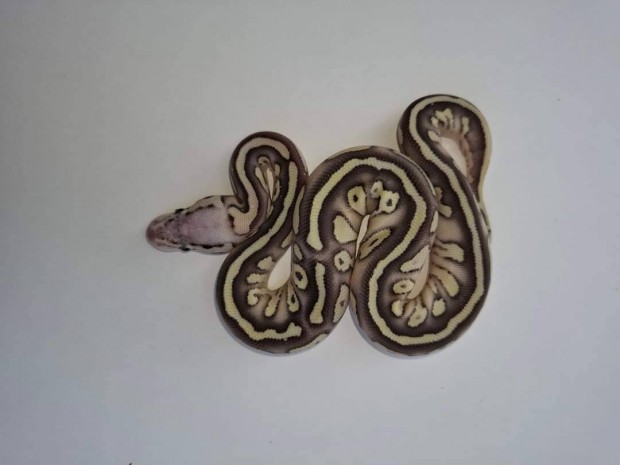 Superpastel Lesser het Clown nstny kirlypiton