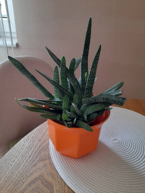 Sr egszsges gasteria szrazstr kaspk 