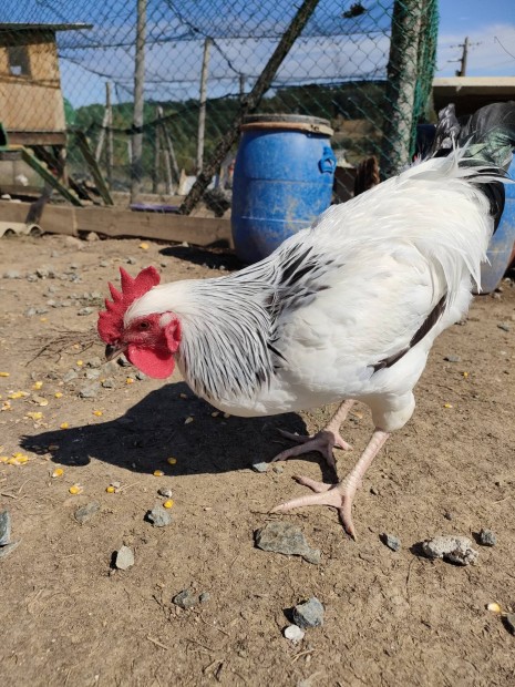 Sussex, australorp kakas