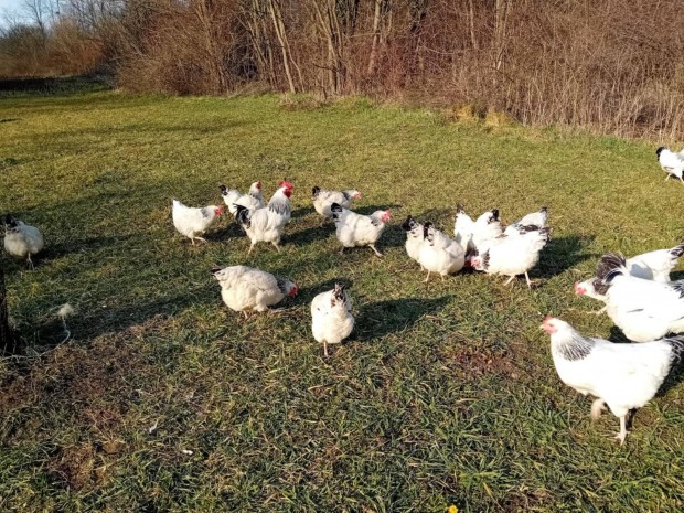 Sussex columbian keltetni val tojsok