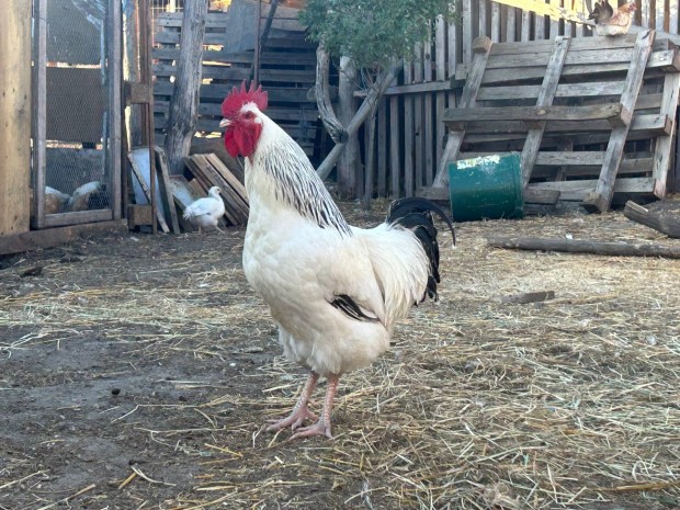 Sussex csald elad