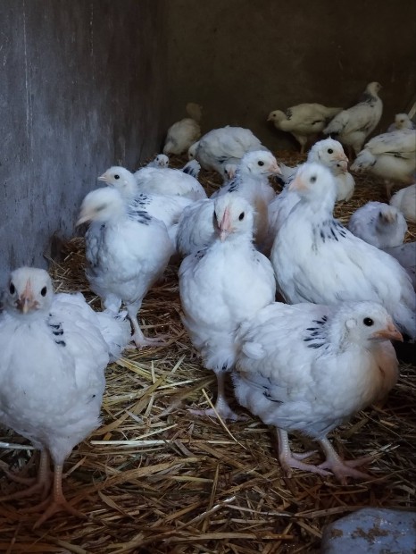 Sussex előnevelt csirkék eladók!