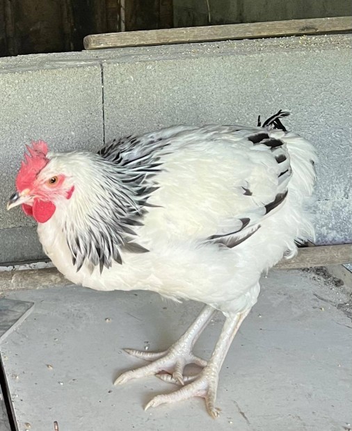 Sussex s Australorp kakasok