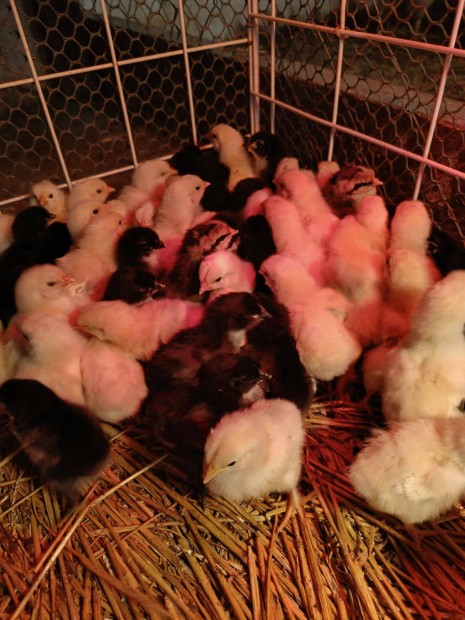 Sussex s australorp