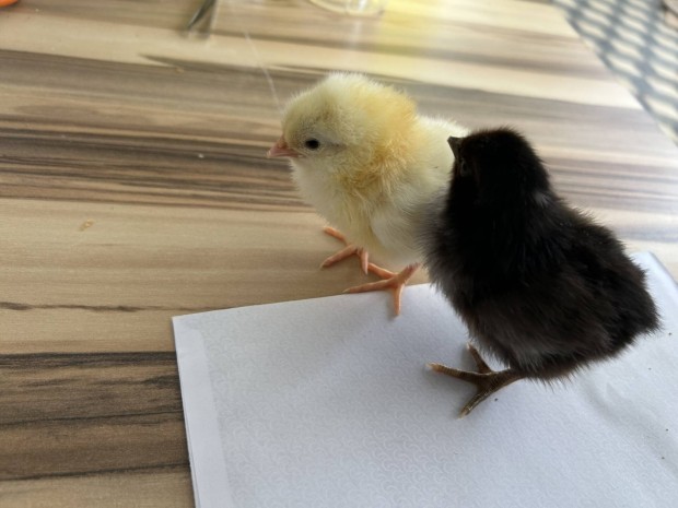 Sussex illetve australorp 1 hetes csibk 