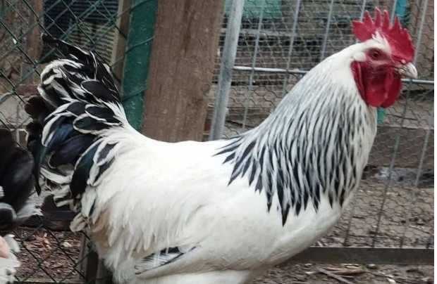 Sussex kakas