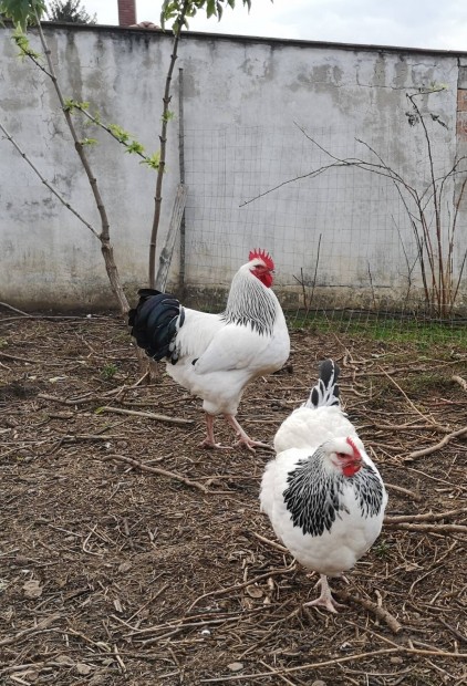 Sussex naposcsibe 