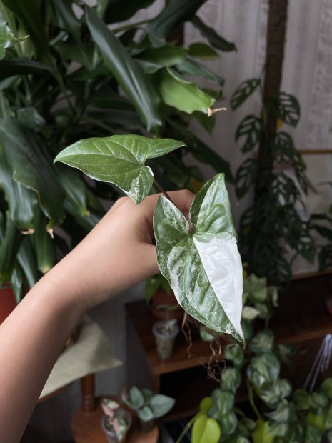 Syngonium Albo Variegata | Hoya | Viaszvirg