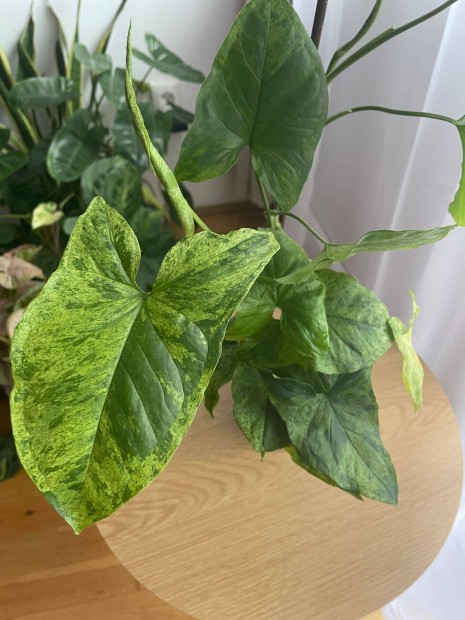 Syngonium Mojito s Neon Robusta