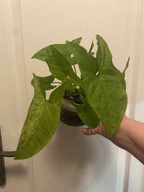 Syngonium, tbbfle 