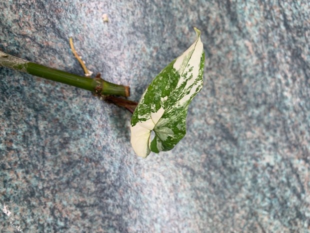 Syngonium albo nyllevl szobanvny