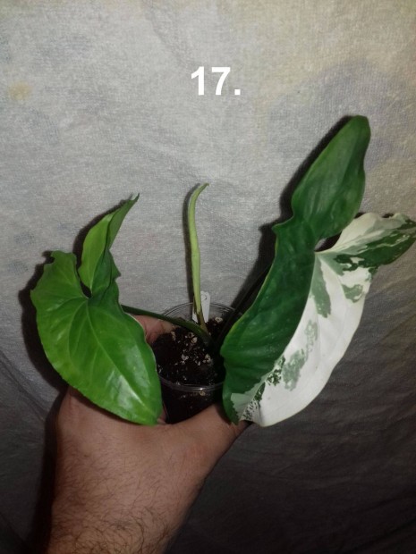 Syngonium albo variegata 17. sz