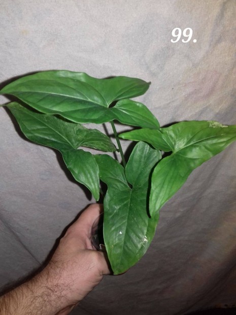 Syngonium albo variegata zld 99.sz