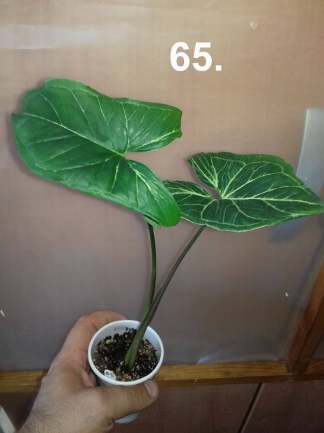 Syngonium batik