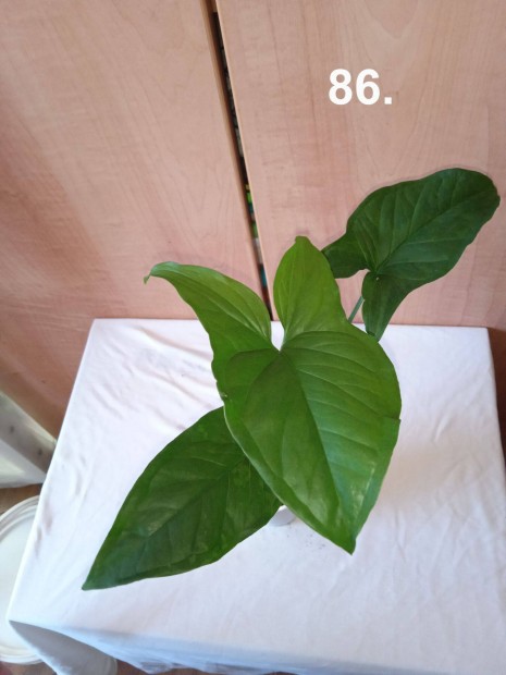 Syngonium green