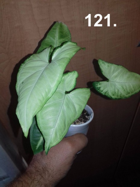 Syngonium hungarian white