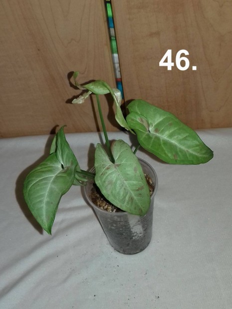 Syngonium milk confetti