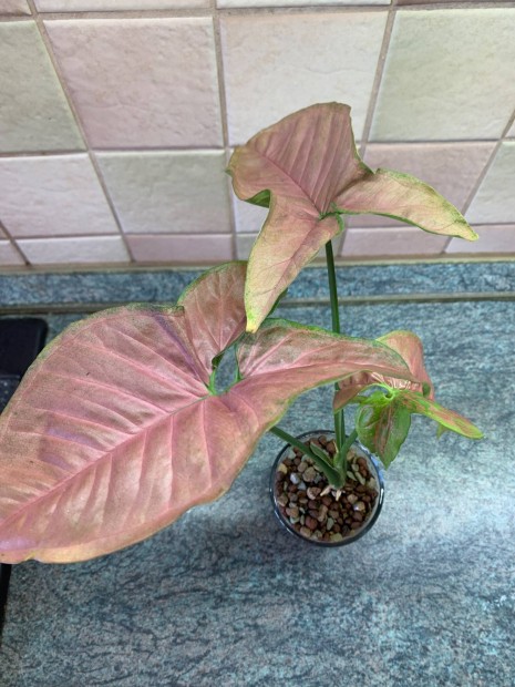 Syngonium pink freckles nyllevl