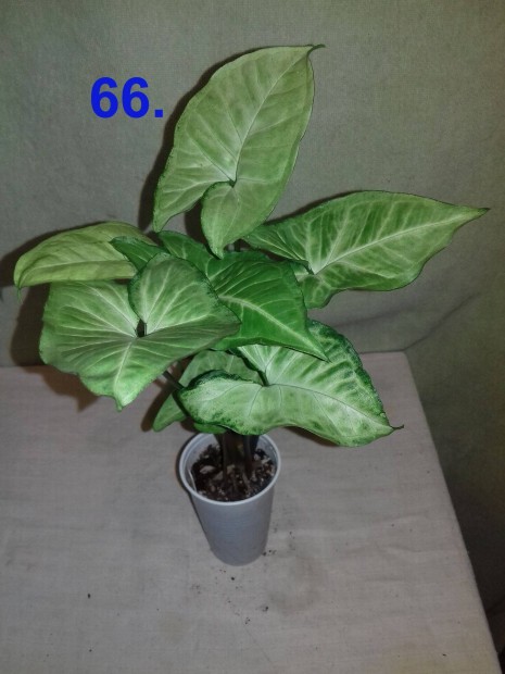 Syngonium white butterfly 66