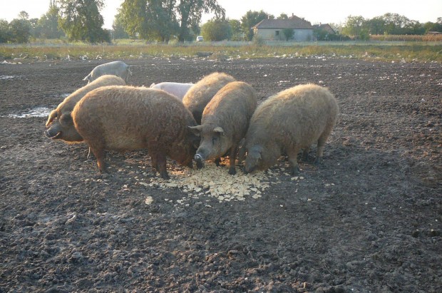 Szabad tarts ,magalica durok hizok eladok