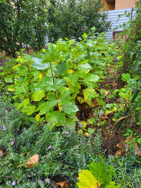 Szabadgykeres 30-200 cm-s platn (Platanus acerifolia) csemete elad