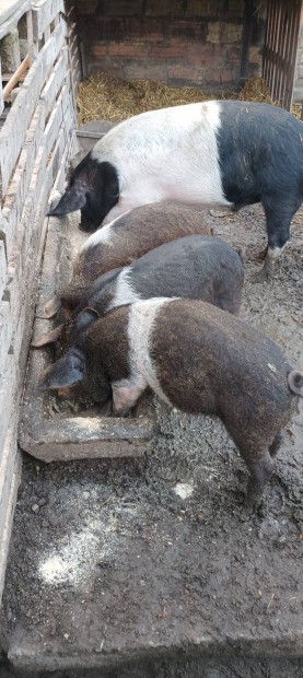 Szabtartsu bznai mangalica malacok eladk.