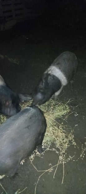 Szabtartsu bznai mangalica sldk eladk