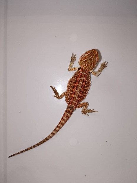 Szakallas agama, szaki, Pogona Vitticeps