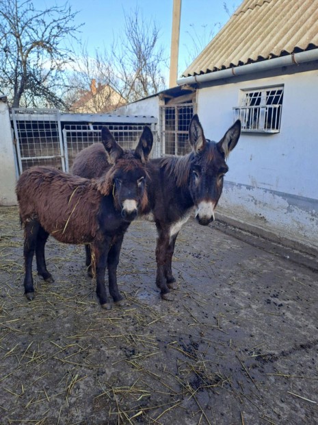 Szamr csere fekete racka . 4 ves hasas szamr kanca 8 hnapos kanca