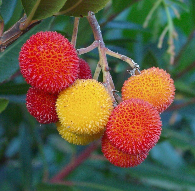 Szamcafa (Arbutus) elad