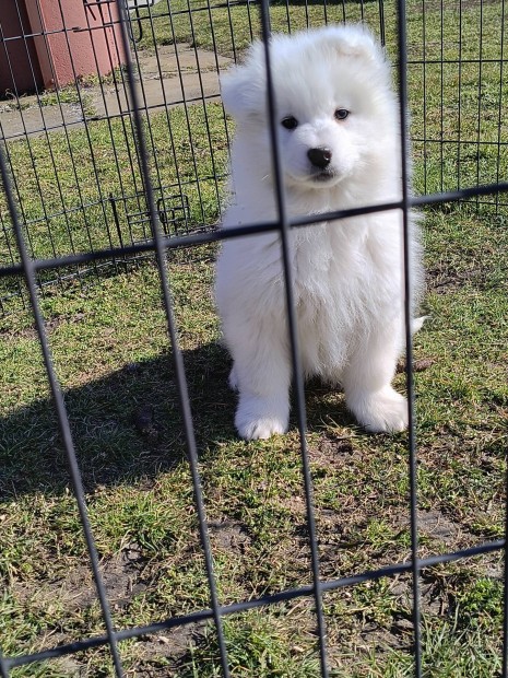 Szamojd, Samoyede kiskutyk Ingyen Elvihetek!