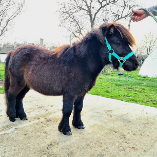 Szrmazsos (Estocado apasg) mini shetlandi mn