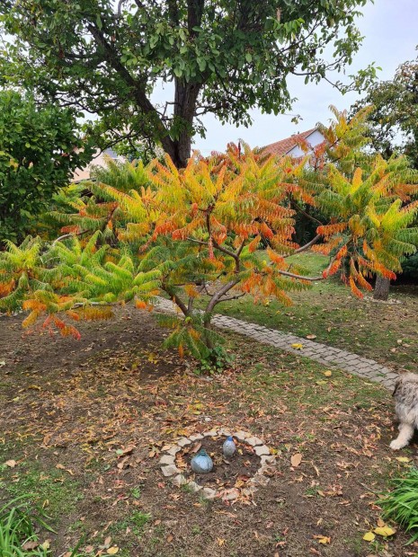 Szrnyaltlevel ecetfa (Rhus typhina) kontneres kis fk 990 Ft-tl