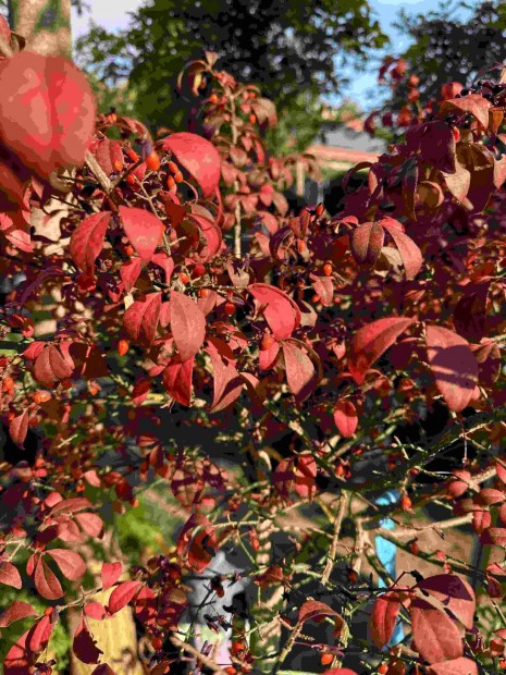 Szrnyas kecskerg - Euonymus alatus compactus