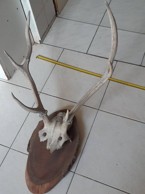 Szarvas agancs trfea kzepes 55cm s rgi