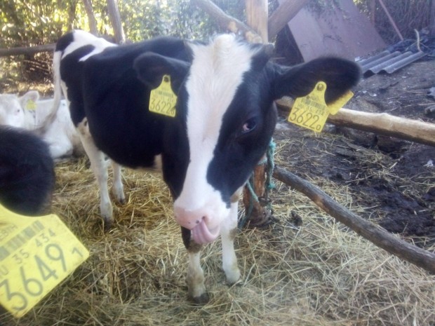 Szarvasmarha, sz, 8 hnapos holstein frez elad