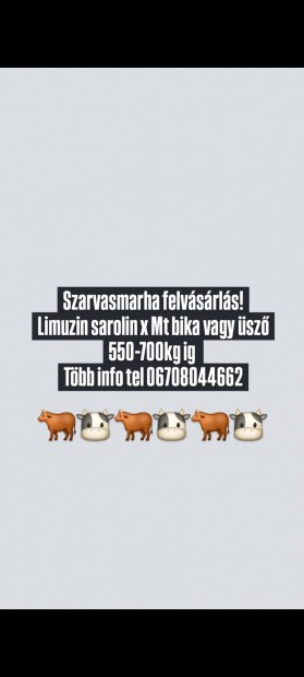 Szarvasmarha felvásárlás! Limuzin sarolin Mt bika vagy üsző 550-700kg