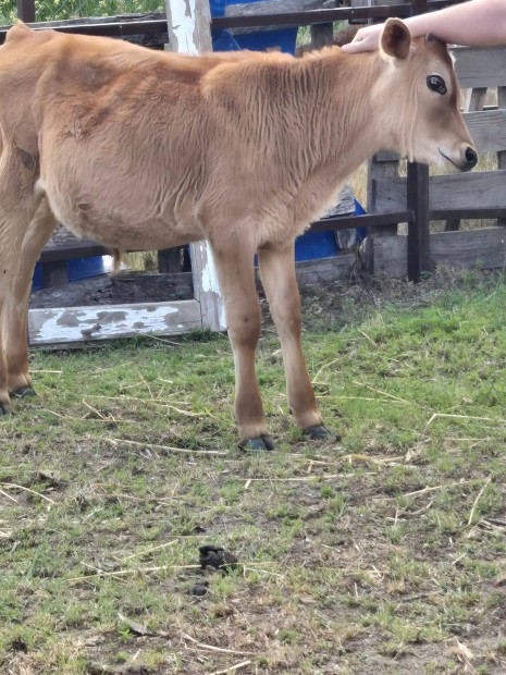 Szeld Jersey bika